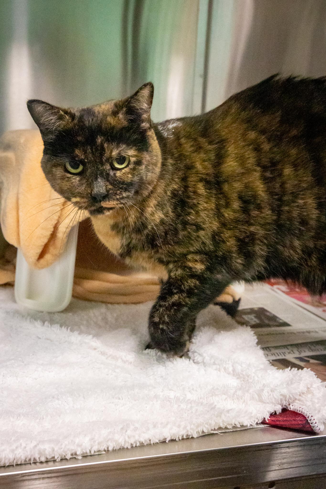 Enlarge Martha & Arlo, a Adoptable Domestic Short Hair in Hamilton, ON image 6/6