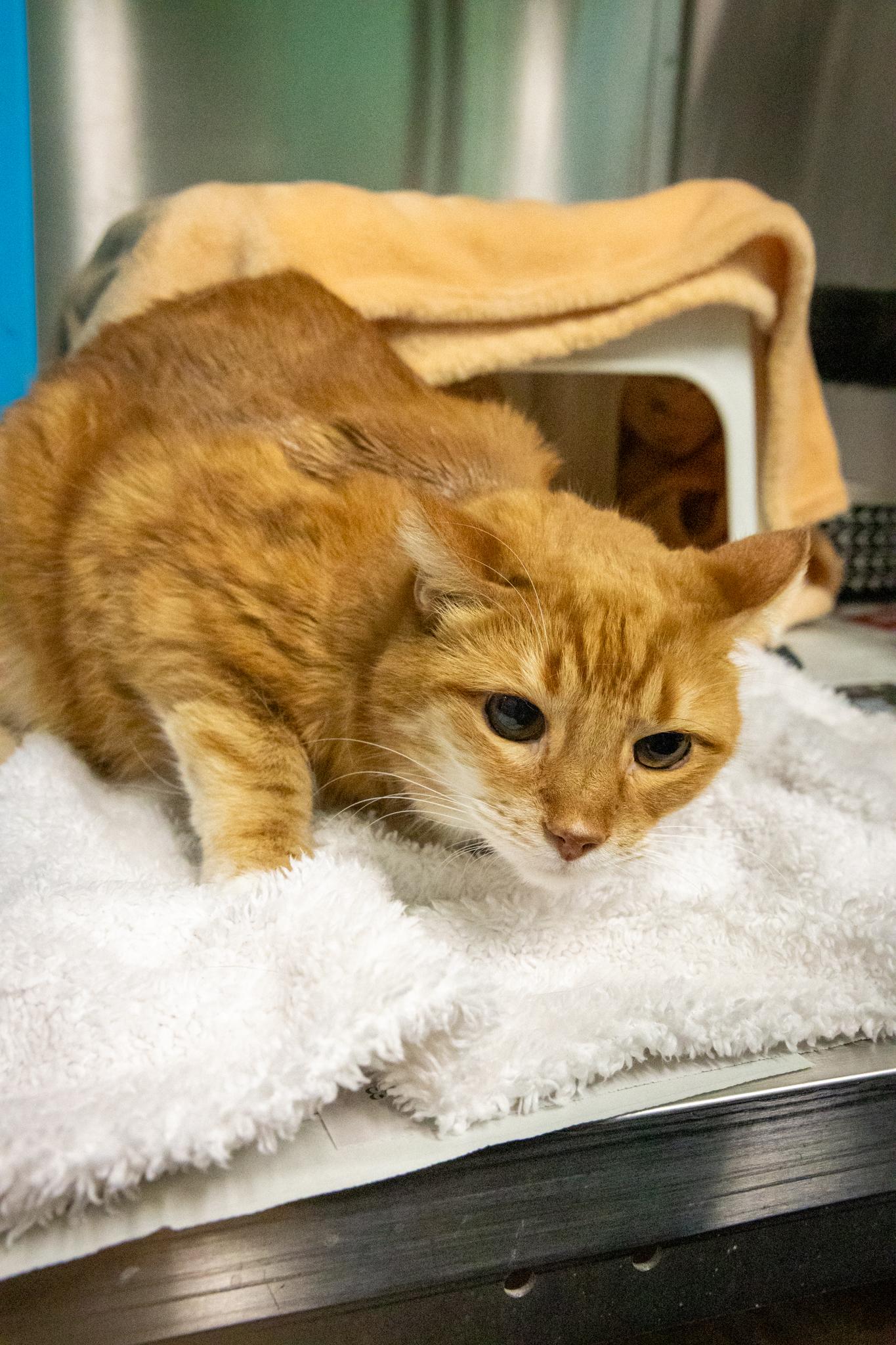 Enlarge Martha & Arlo, a Adoptable Domestic Short Hair in Hamilton, ON image 4/6