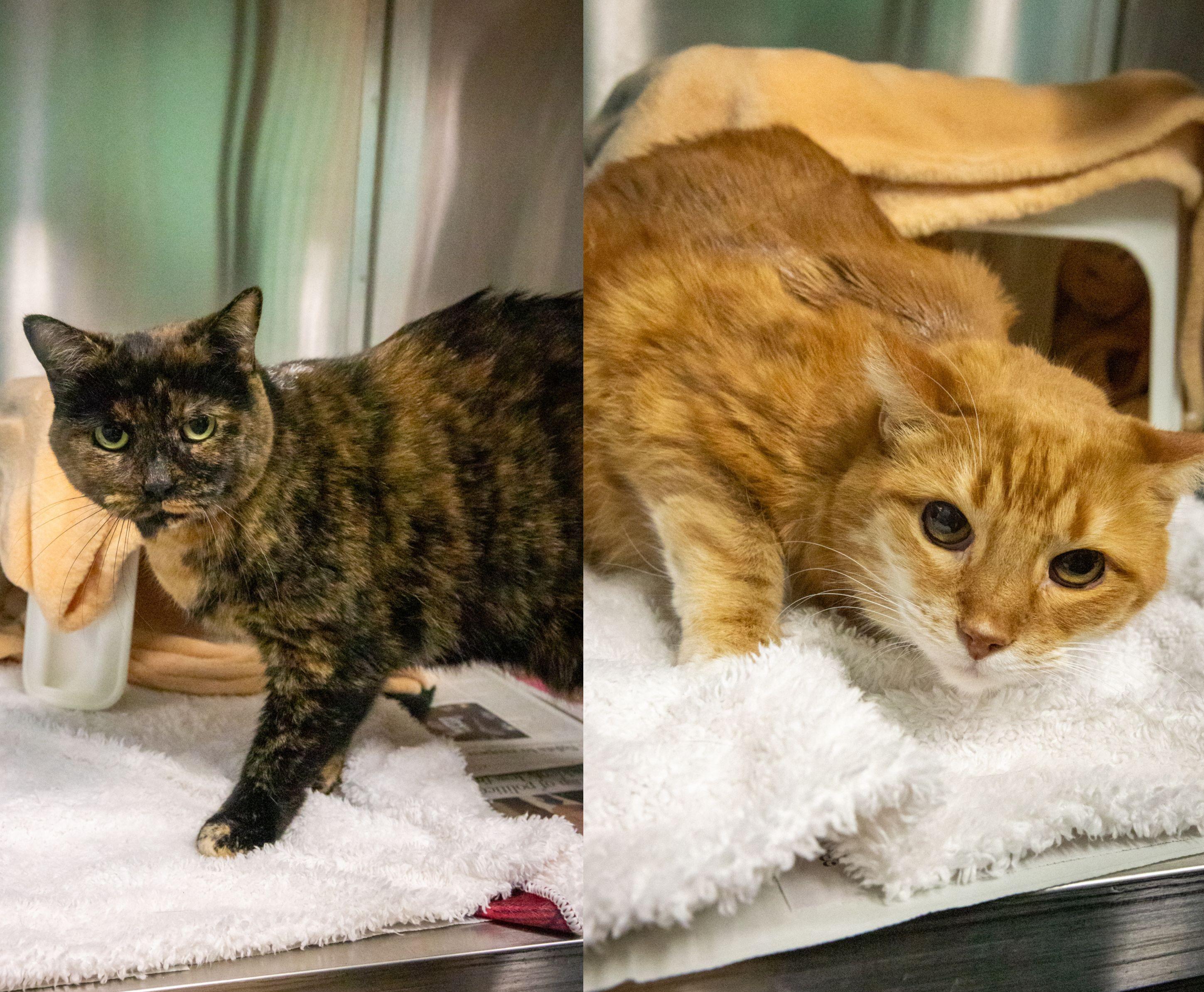 Enlarge Martha & Arlo, a Adoptable Domestic Short Hair in Hamilton, ON image 1/6