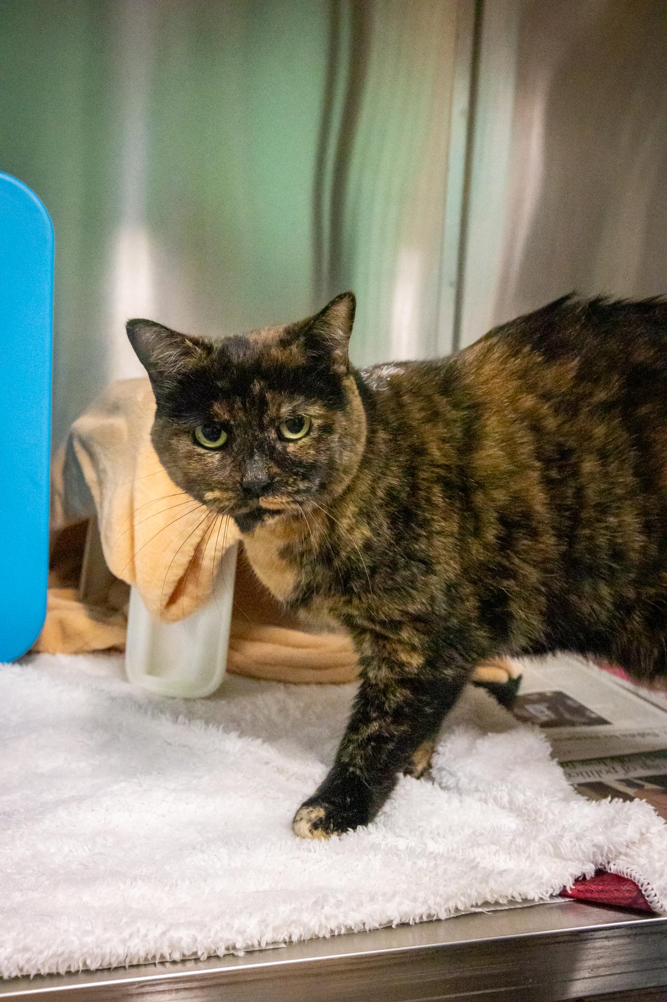 Enlarge Martha & Arlo, a Adoptable Domestic Short Hair in Hamilton, ON image 5/6