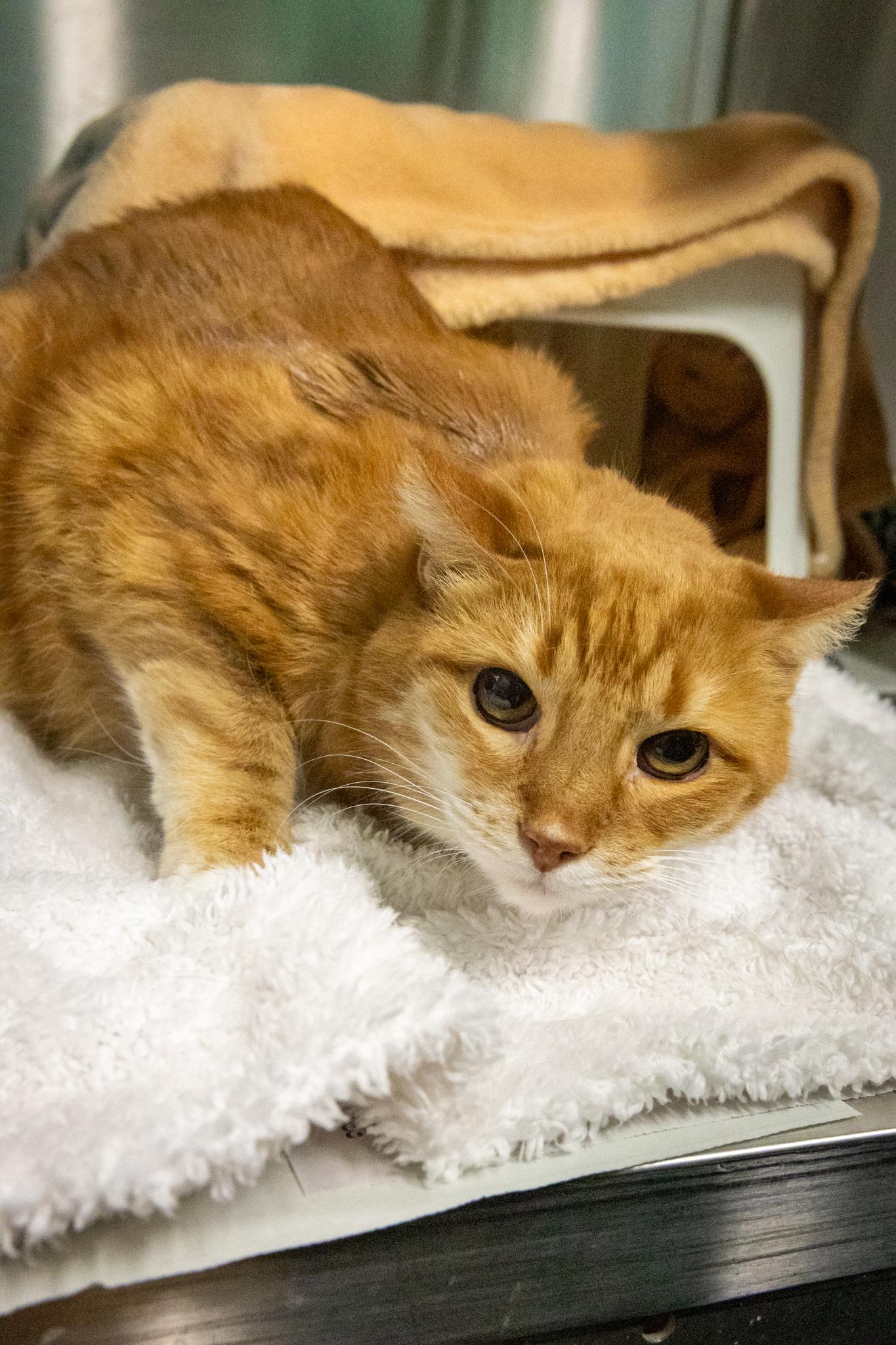 Enlarge Martha & Arlo, a Adoptable Domestic Short Hair in Hamilton, ON image 3/6