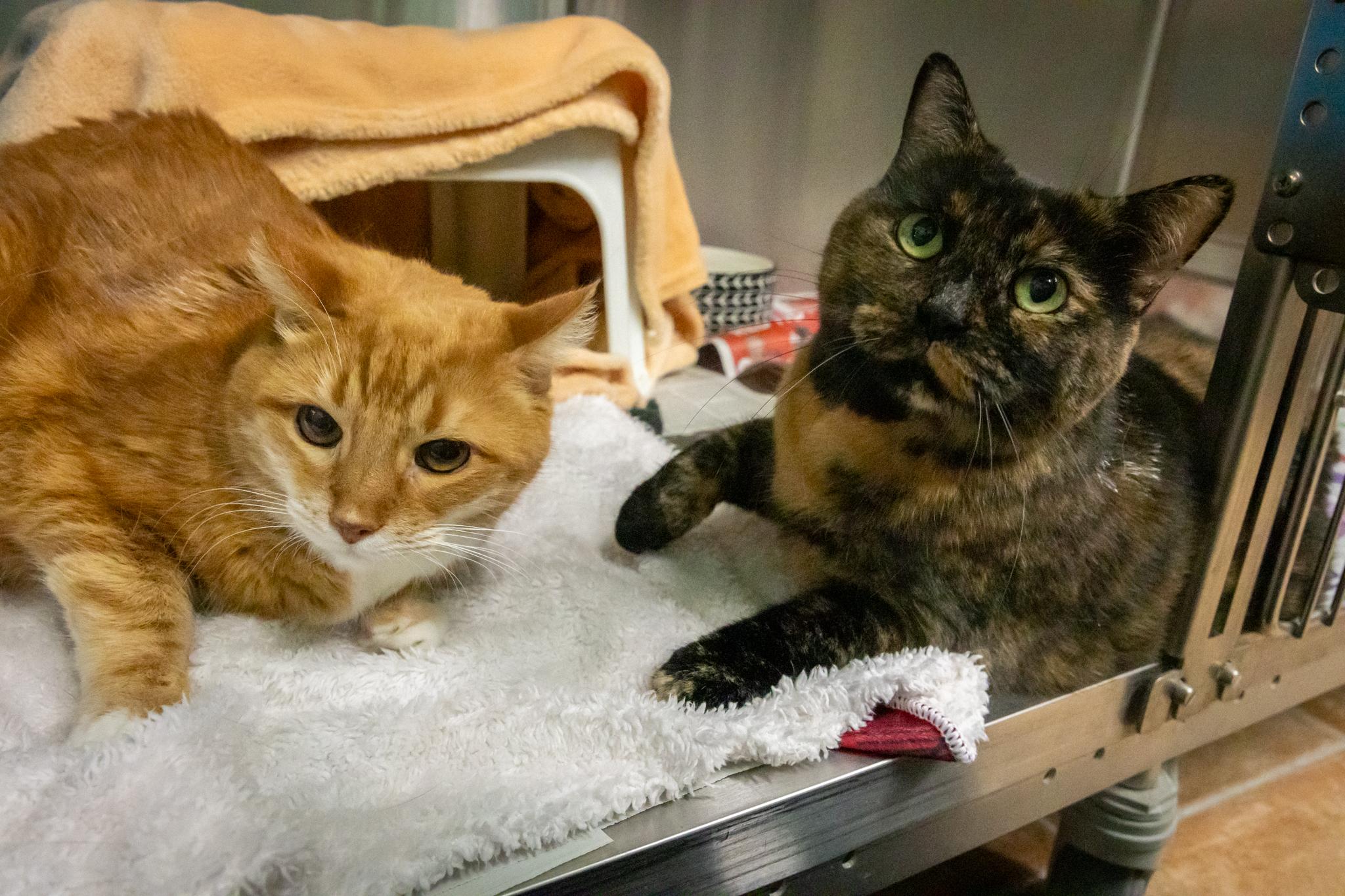 Enlarge Martha & Arlo, a Adoptable Domestic Short Hair in Hamilton, ON image 2/6
