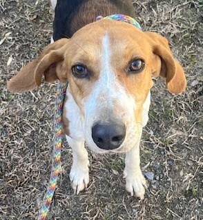 Rowan in Kill Shelter Gentle Playful Girl!, adopted, Young Female American Foxhound.