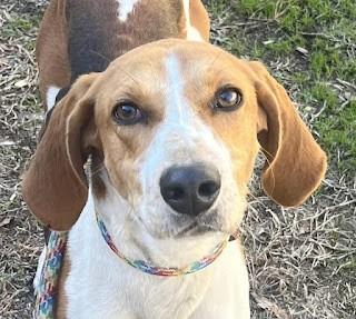 Enlarge Rowan in Kill Shelter Gentle Playful Girl!, an adopted American Foxhound in Charlottesville, VA image 2/3