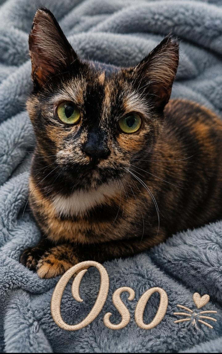 Oso, ADOPTABLE, Adult Female Domestic Short Hair & Tortoiseshell.