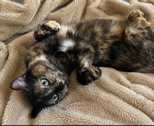 Enlarge Oso, a Adoptable mixed breed in Bolingbrook, IL image 4/6