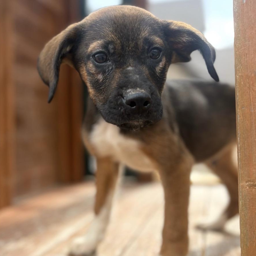 Enlarge Vader, a Adoptable mixed breed in Harrisburg, PA image 2/6