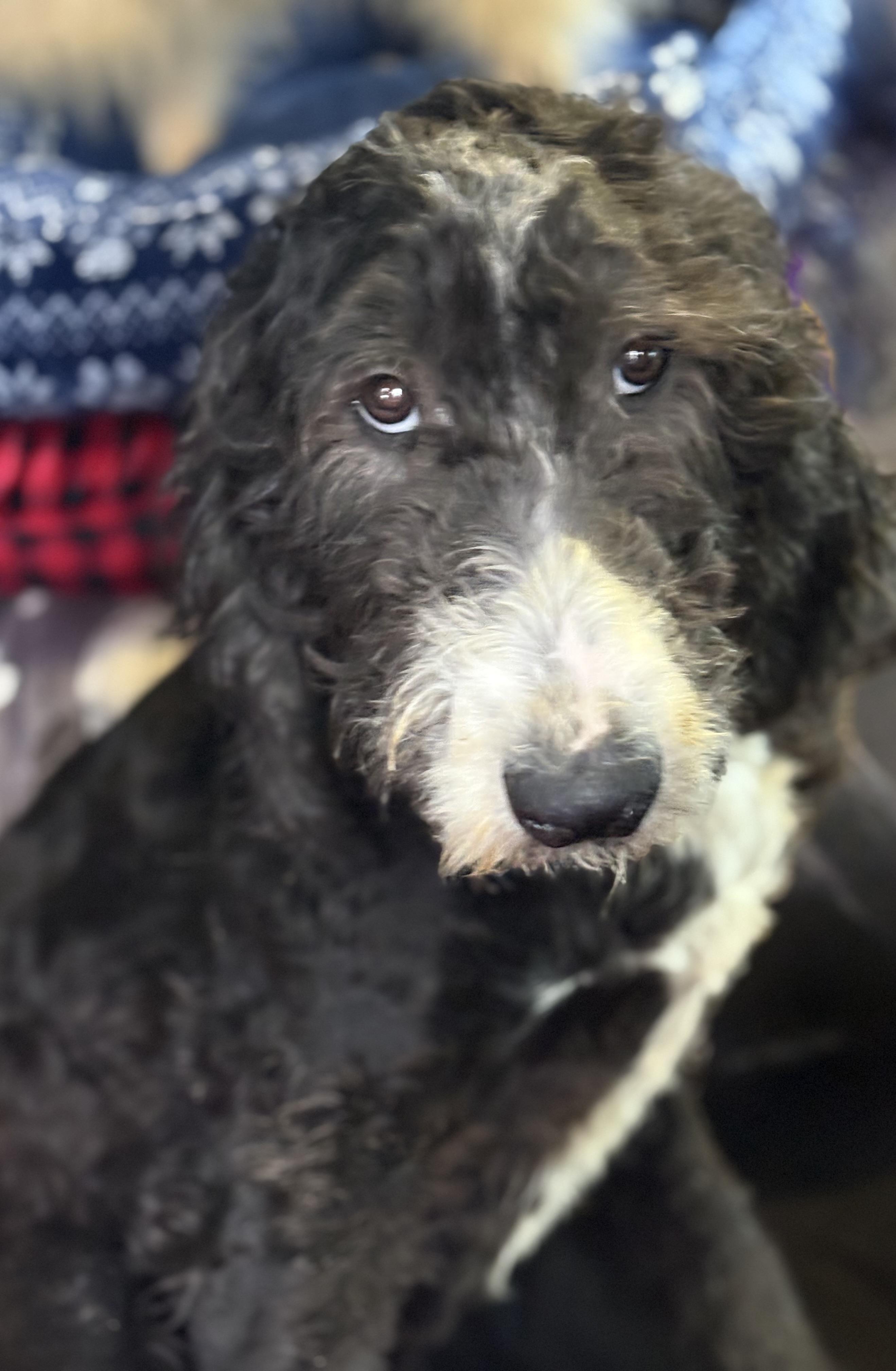 Enlarge Annie, a Adoptable mixed breed in Yuba City, CA image 4/5