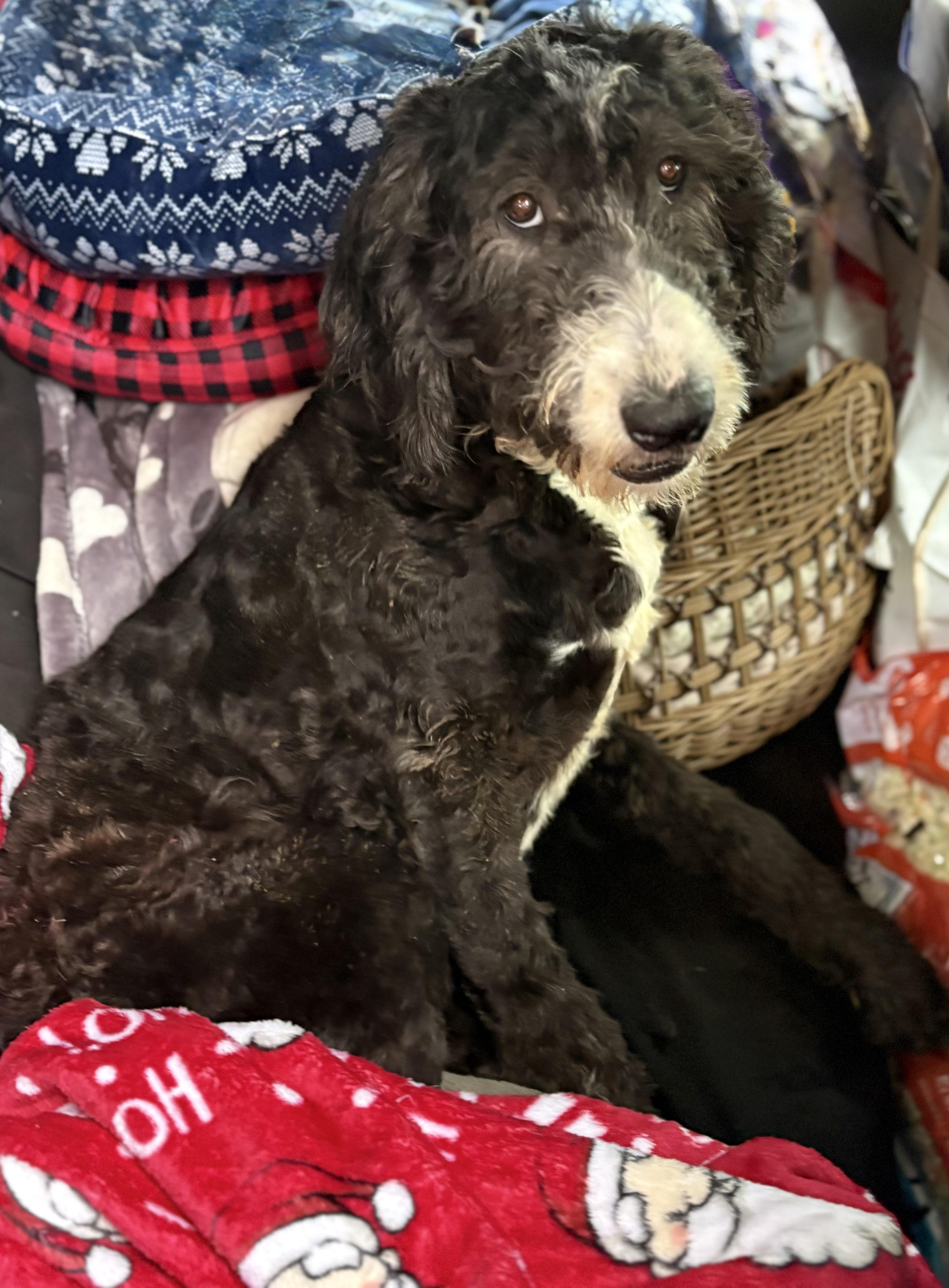 Enlarge Annie, a Adoptable mixed breed in Yuba City, CA image 5/5