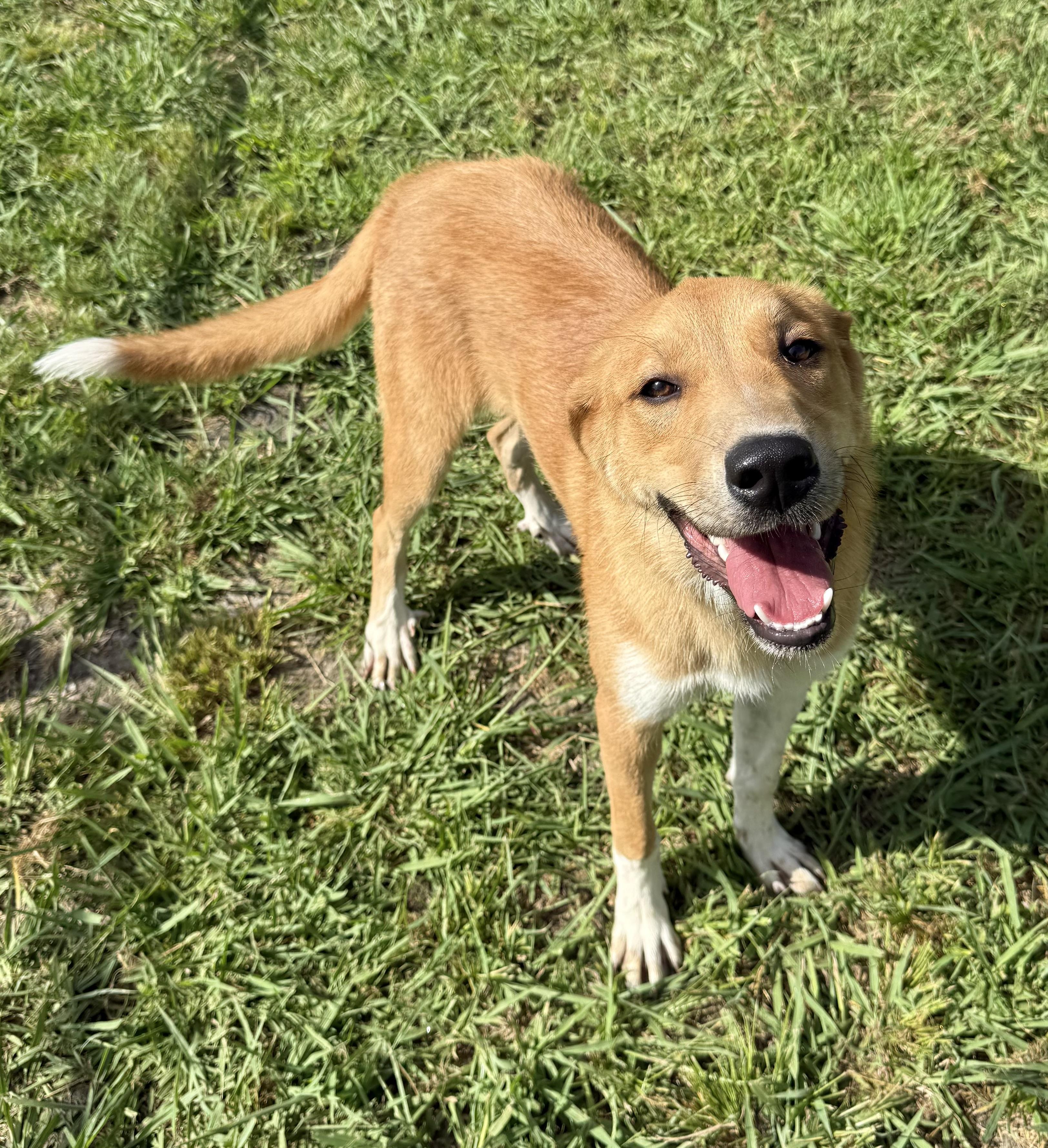 Jenny, Young Female Golden Retriever