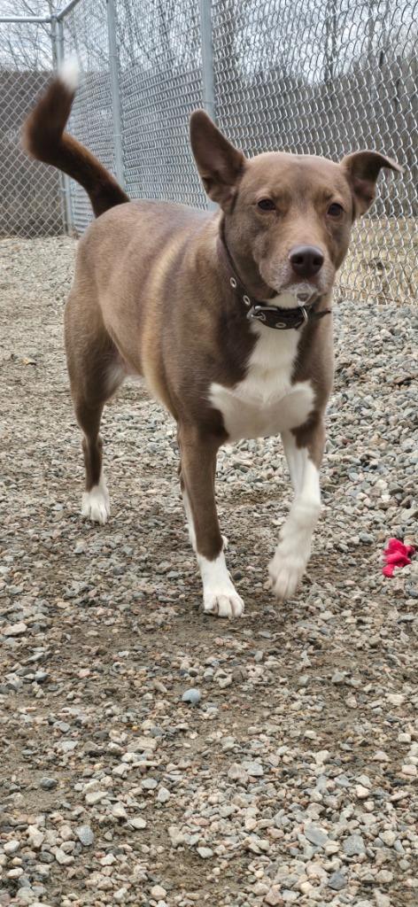 Nala, Adopted, Adult Female Mixed Breed.