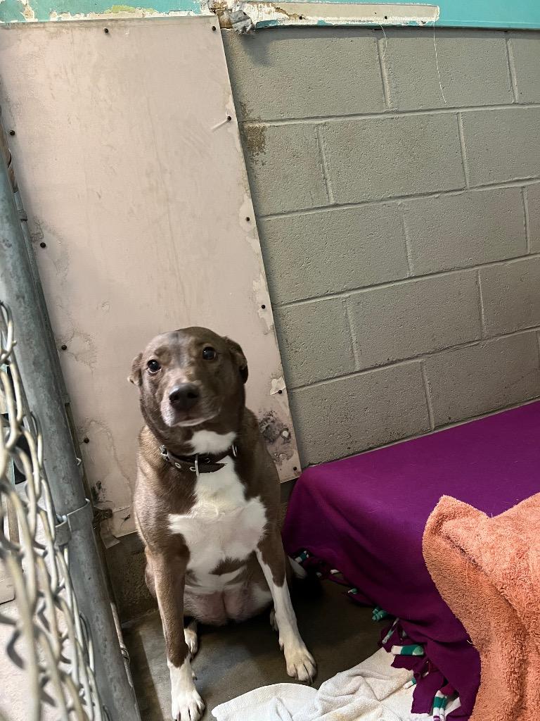 Nala, a Adopted mixed breed in Virginia, MN image 2/2