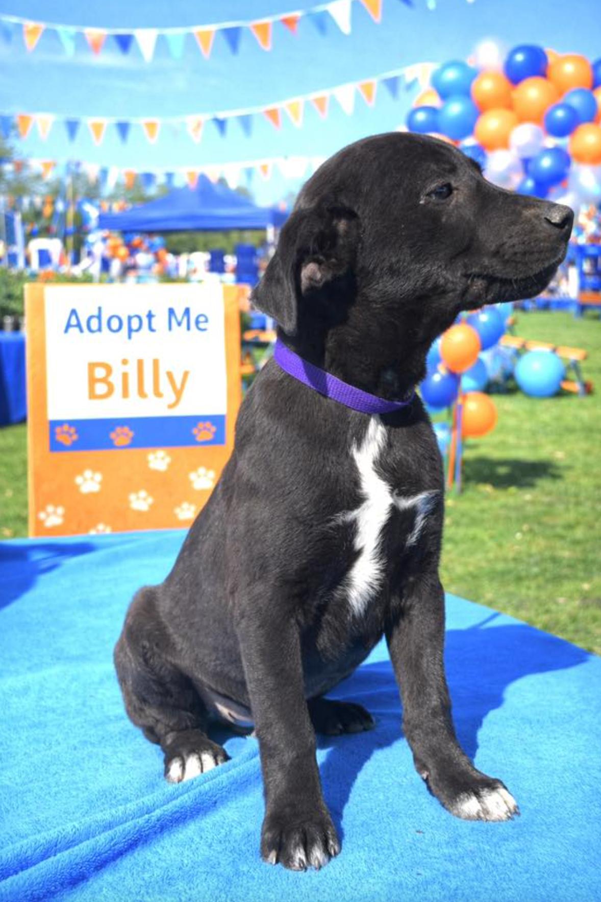 Billy — thumbnail 2