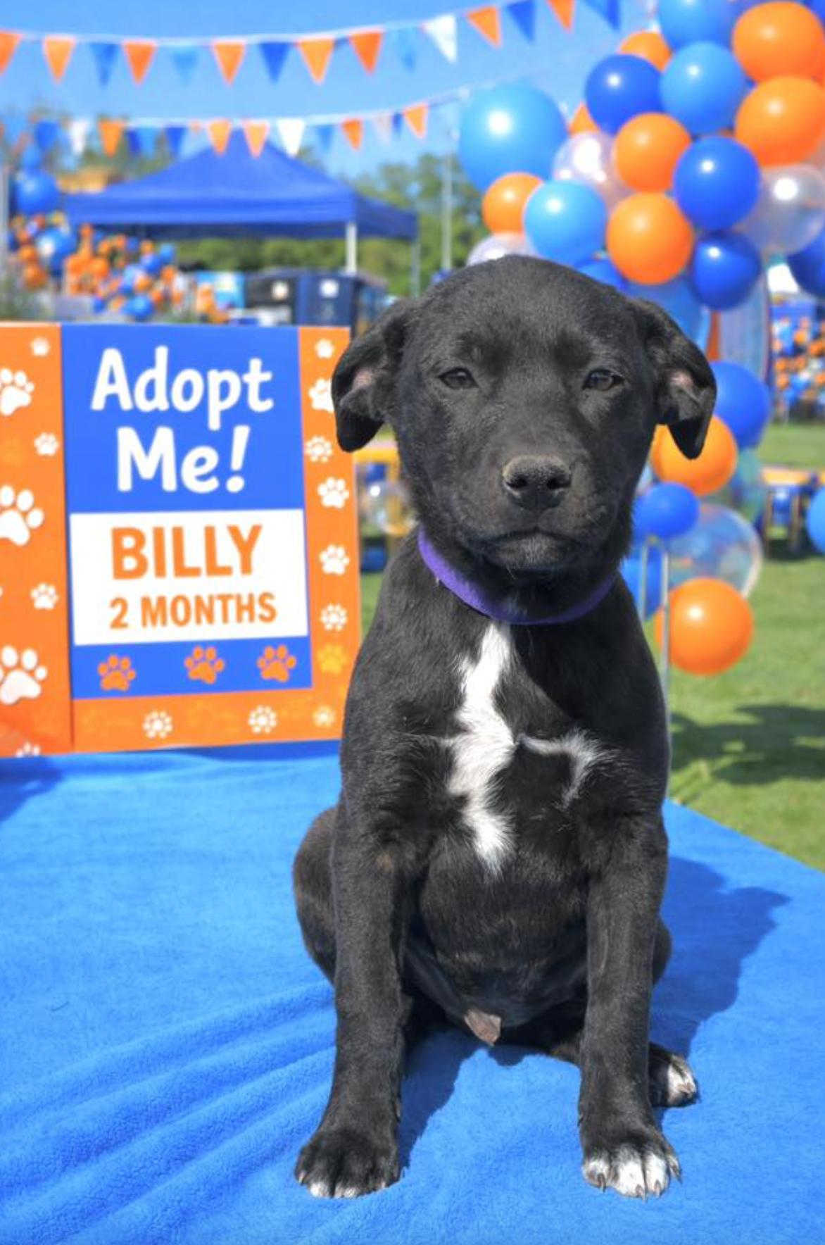 Billy — thumbnail 3