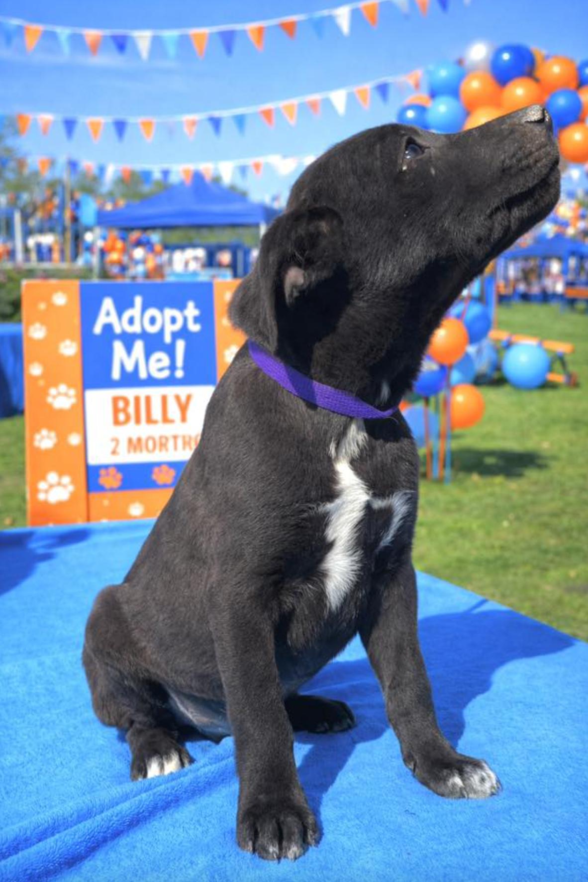 Billy — thumbnail 4