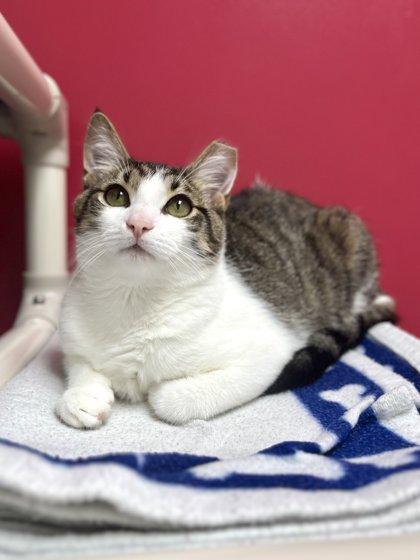 Apple Cinnamon, a Adoptable Domestic Short Hair in Memphis, TN image 1/3