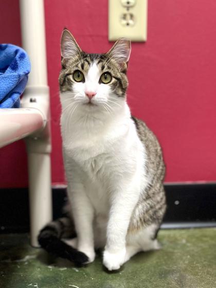 Apple Cinnamon, a Adoptable Domestic Short Hair in Memphis, TN image 2/3