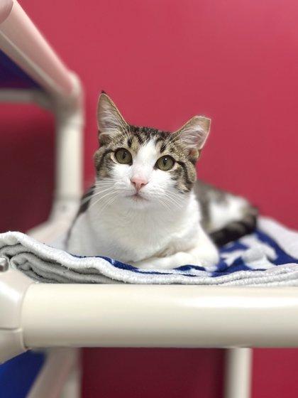 Apple Cinnamon, a Adoptable Domestic Short Hair in Memphis, TN image 3/3