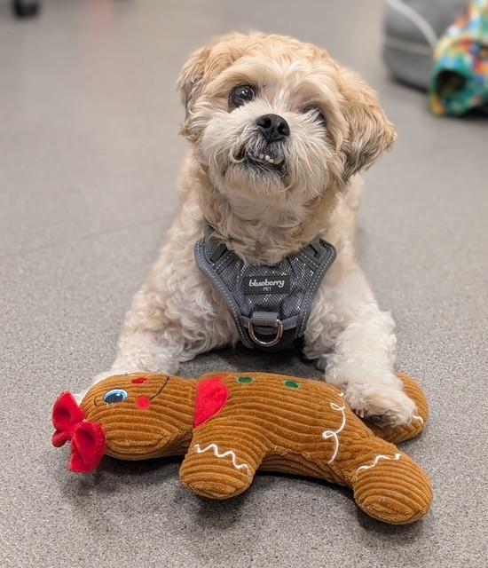 Enlarge Jake, a Adoptable mixed breed in New Rochelle, NY image 1/2