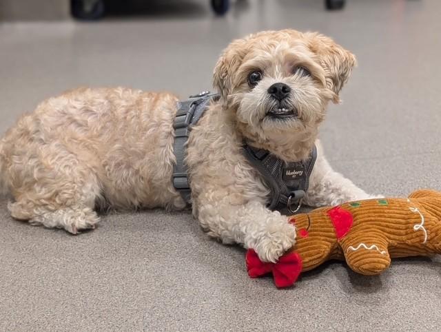 Enlarge Jake, a Adoptable mixed breed in New Rochelle, NY image 2/2