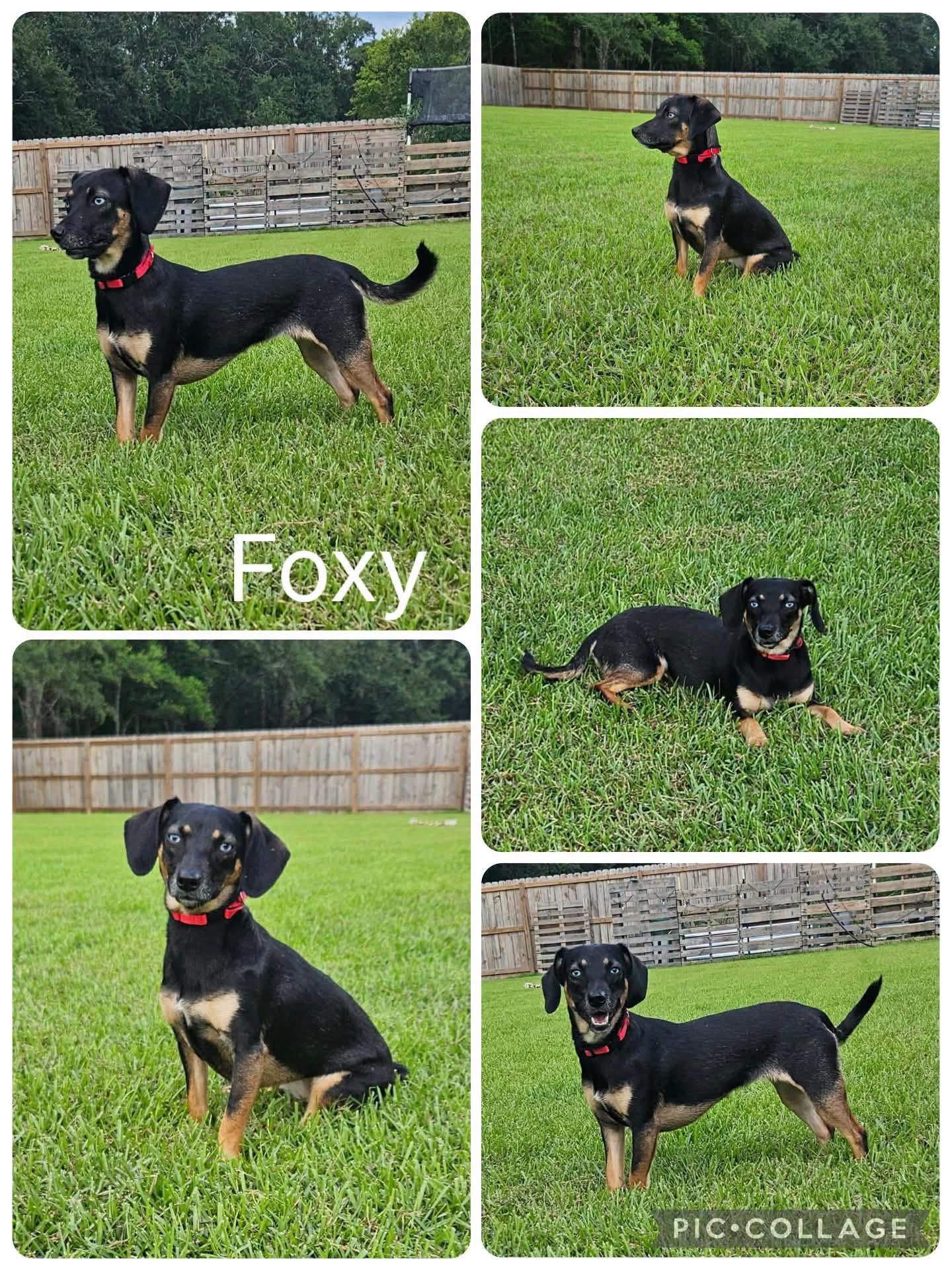 Enlarge Foxy, an adopted Chiweenie in Enterprise, AL image 1/1