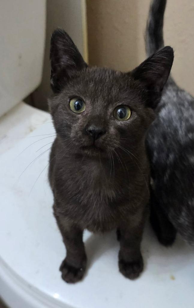 Beetle, Adoptable, Kitten Male Domestic Short Hair.