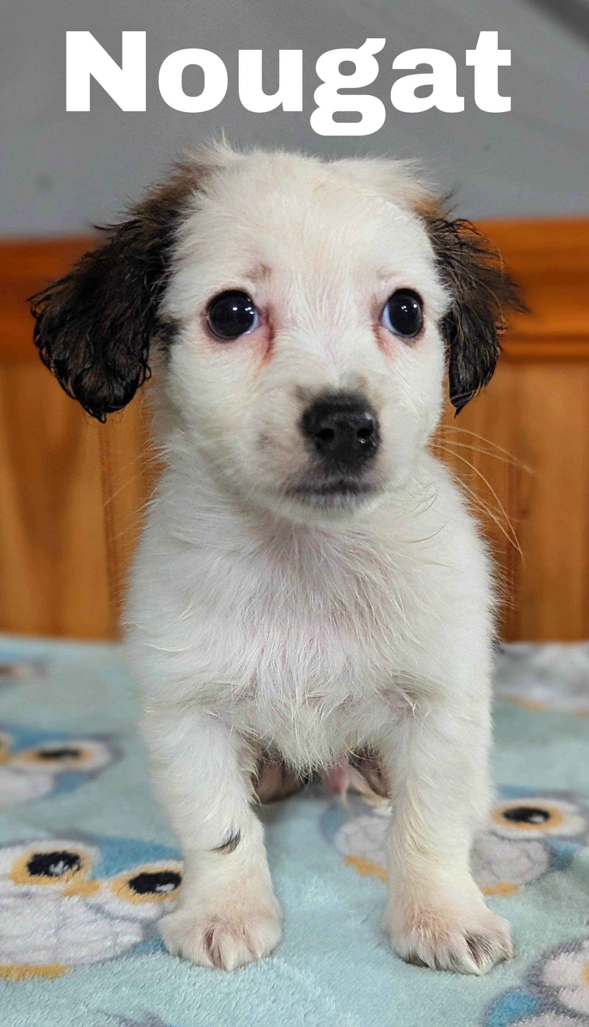Nougat, adopted, Puppy Male Shih Tzu.