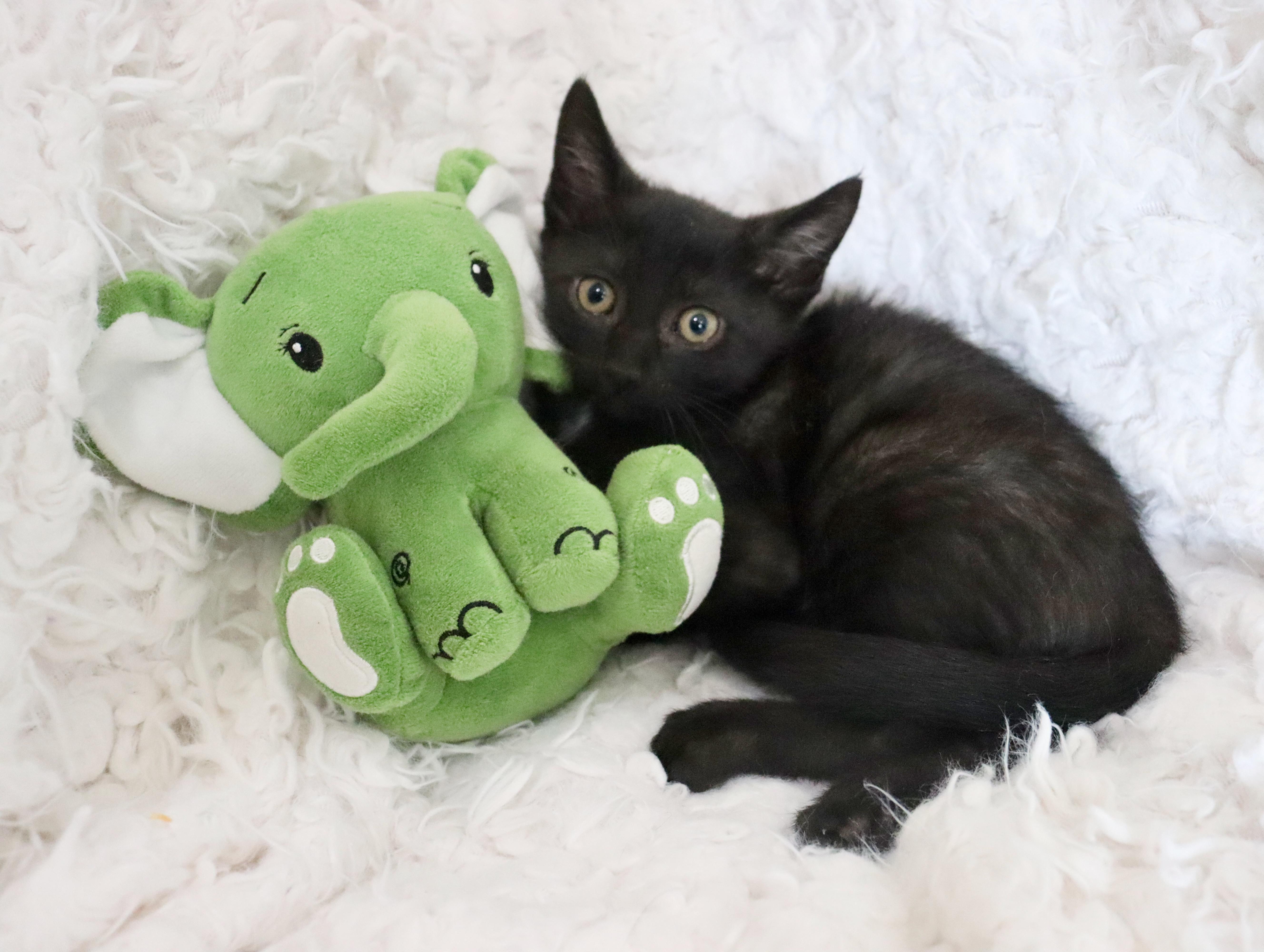 Trip, Adoptable, Kitten Male Bombay.