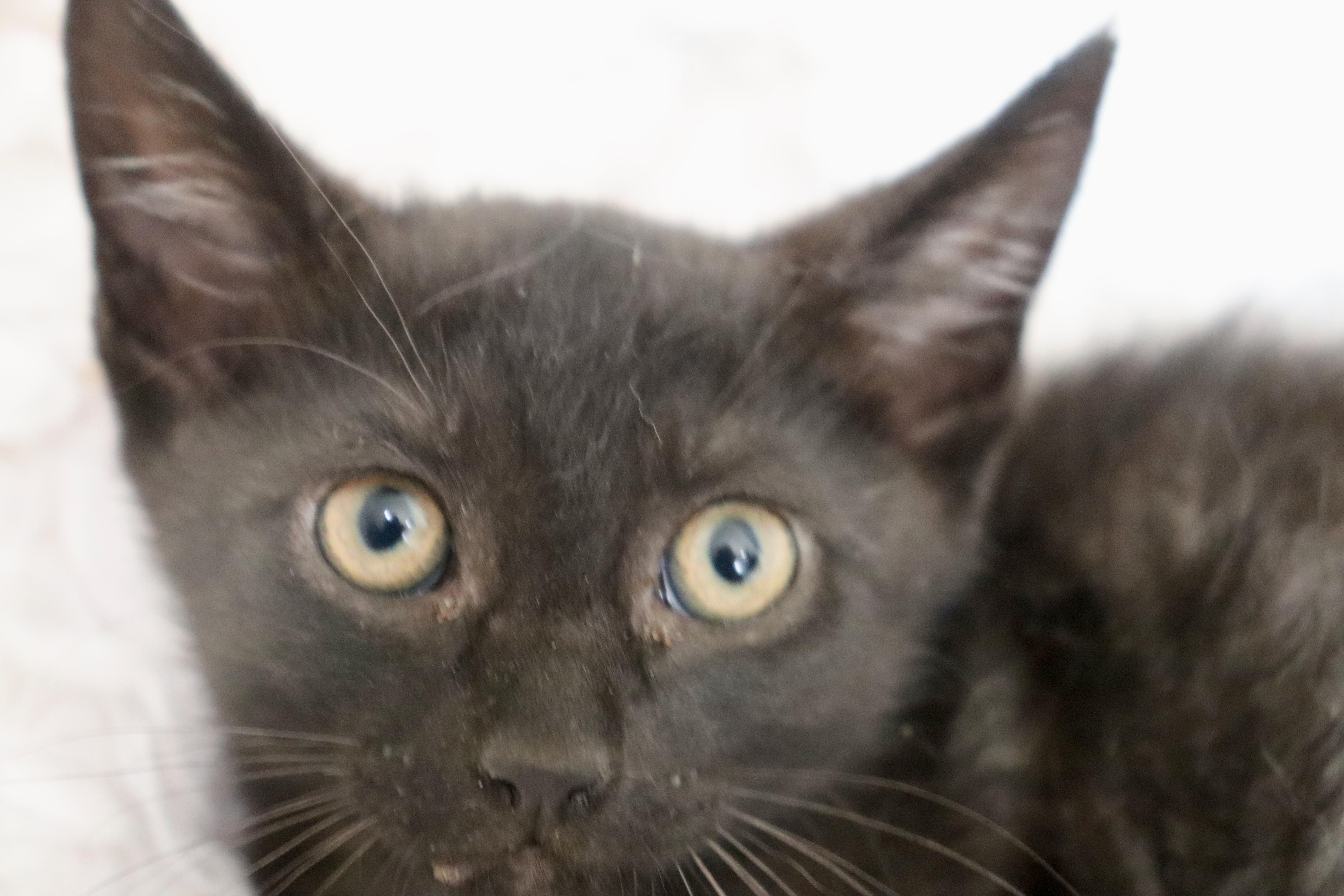 Enlarge Trip, a Adoptable mixed breed in Saint Augustine, FL image 2/4