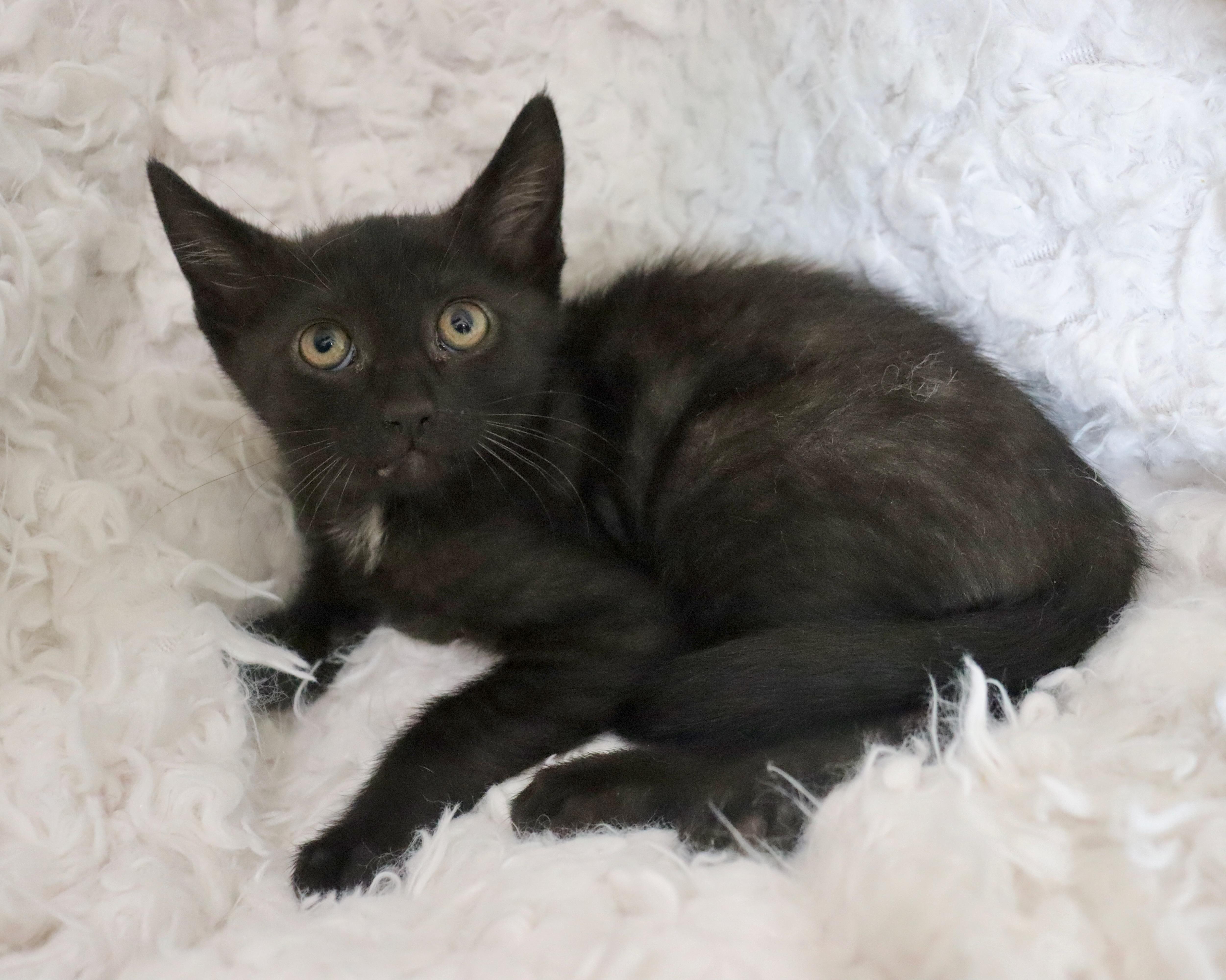 Enlarge Trip, a Adoptable mixed breed in Saint Augustine, FL image 3/4