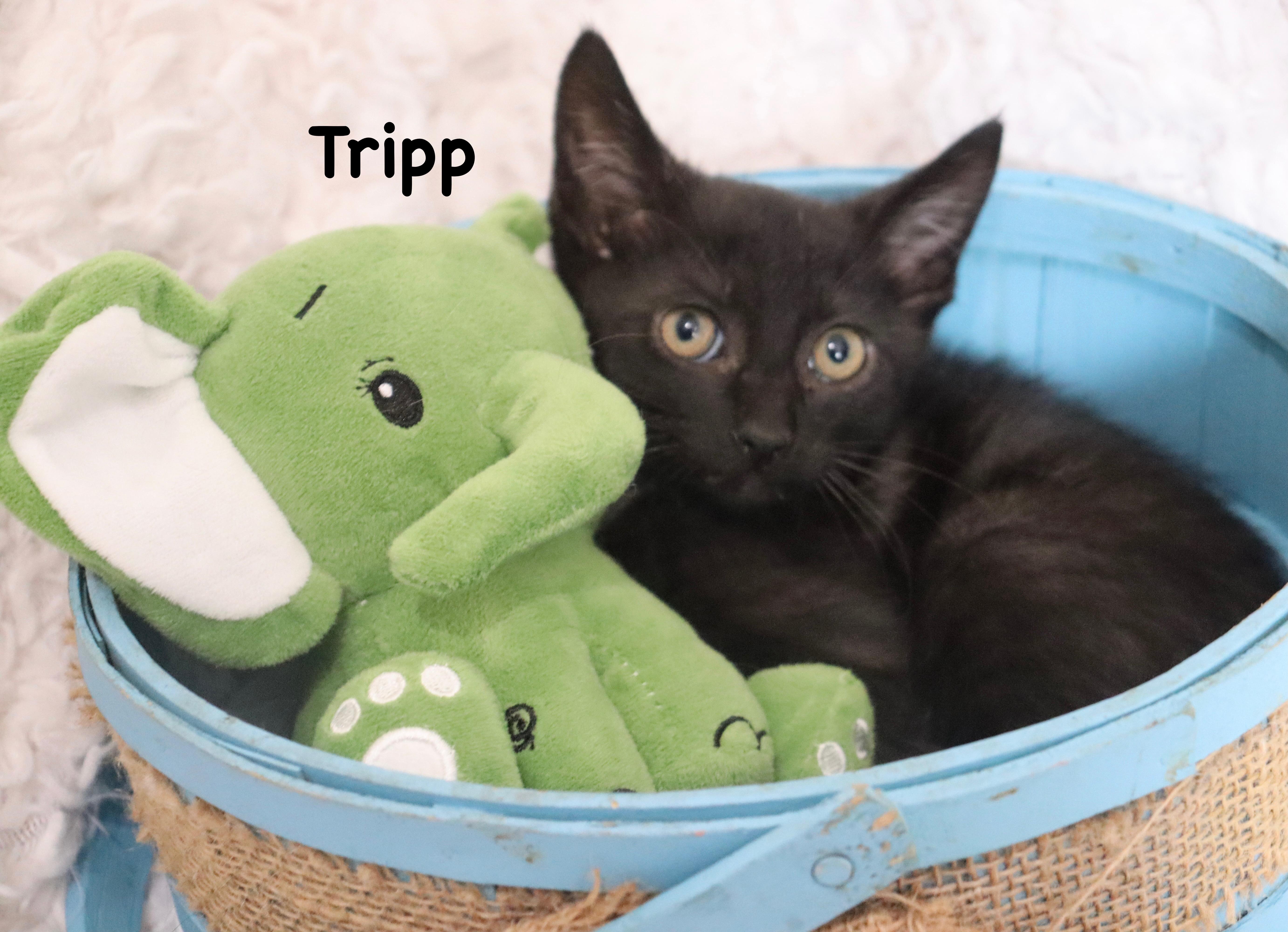 Enlarge Trip, a Adoptable mixed breed in Saint Augustine, FL image 4/4