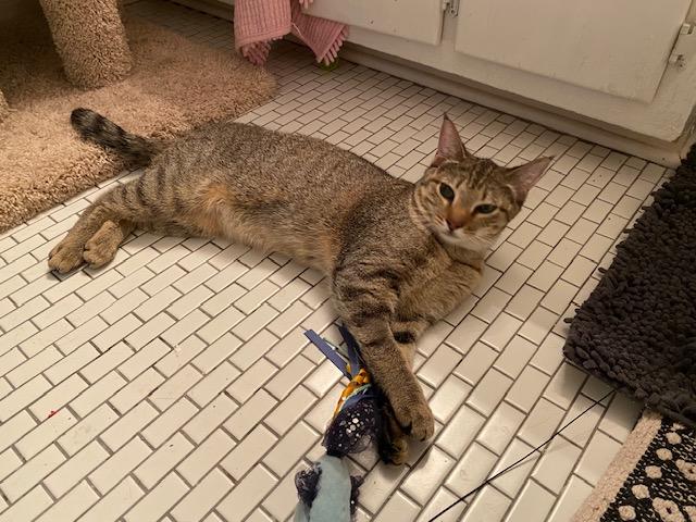 Cleo, Young Female Domestic Short Hair