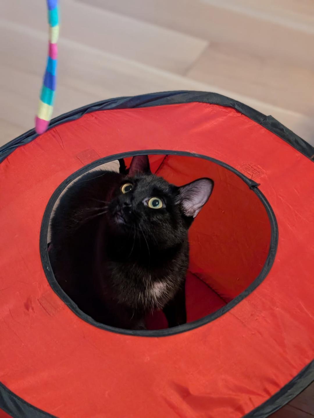 Tina, a Adoptable Domestic Short Hair in Hamilton, ON image 4/4