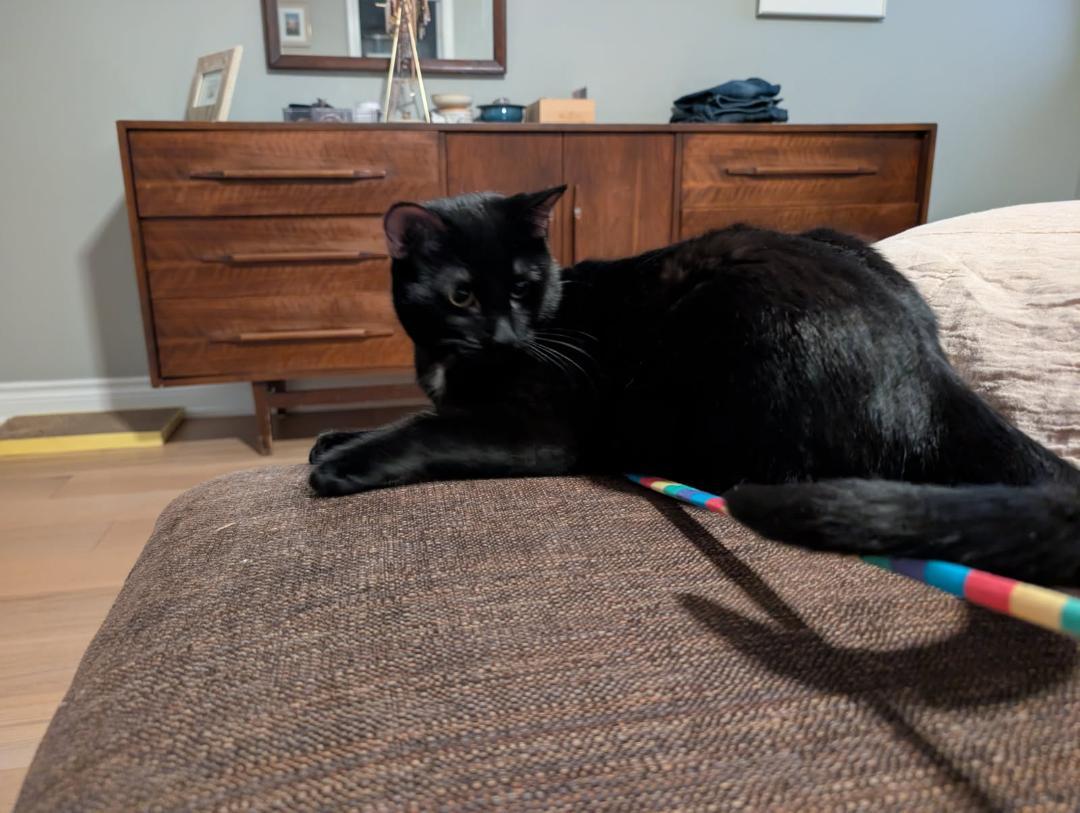 Tina, a Adoptable Domestic Short Hair in Hamilton, ON image 1/4