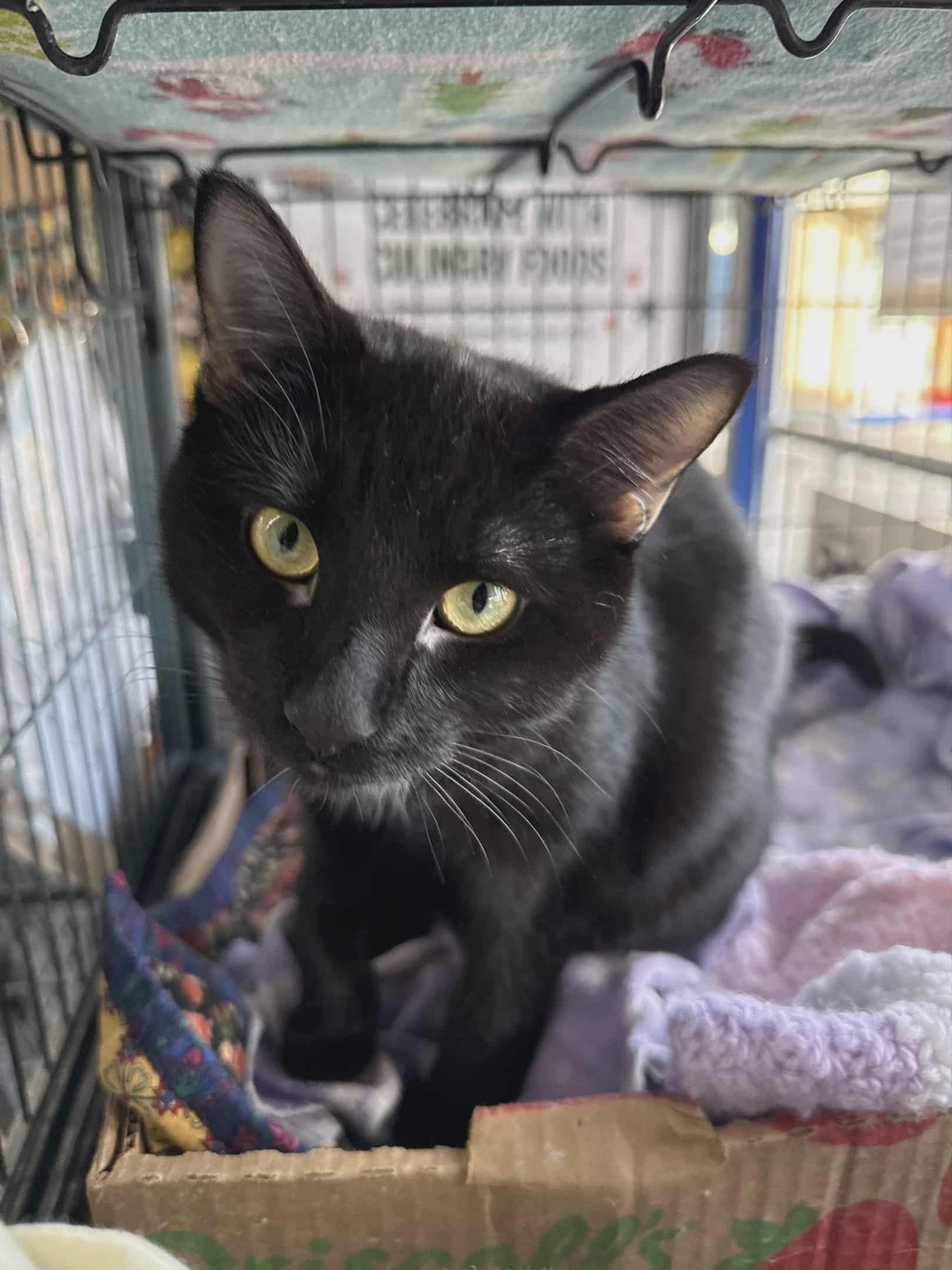 Tina, Adoptable, Kitten Female Domestic Short Hair.