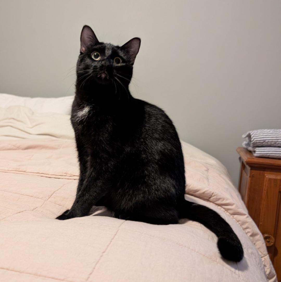 Tina, a Adoptable Domestic Short Hair in Hamilton, ON image 2/4