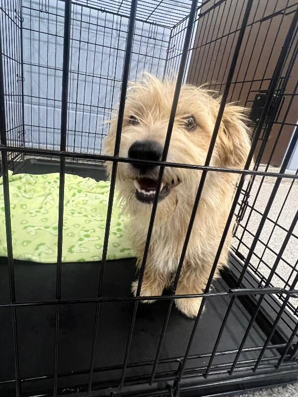 Echo, Adoptable, Young Male Terrier & Mixed Breed.