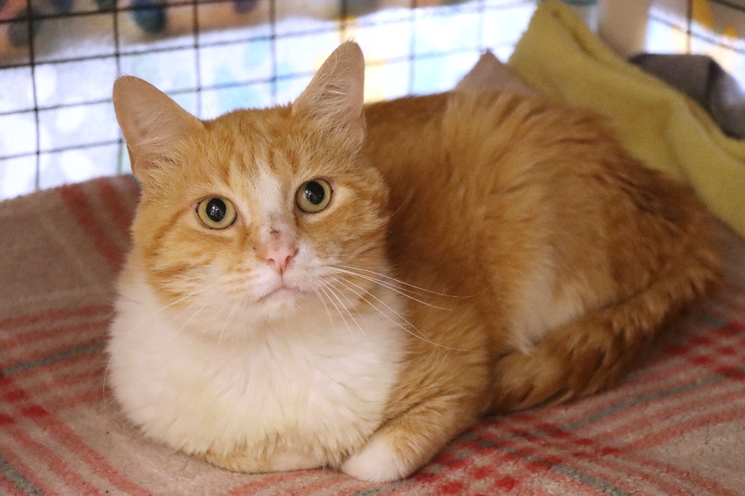 Enlarge Tic Tac, a Adoptable Domestic Short Hair in House Springs, MO image 1/1