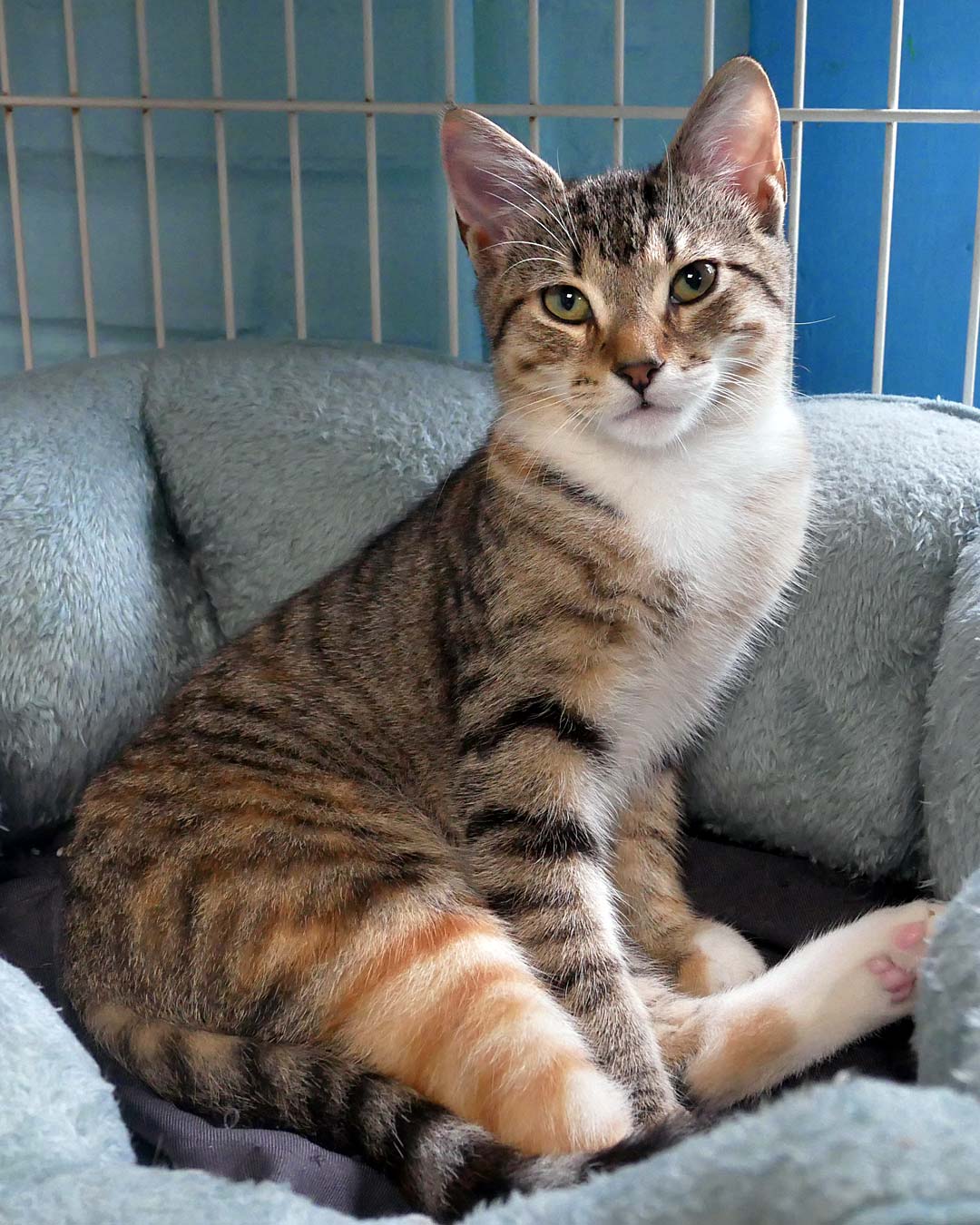 Cat for adoption Mandy, a Domestic Short Hair Mix in Bloomingdale, NJ