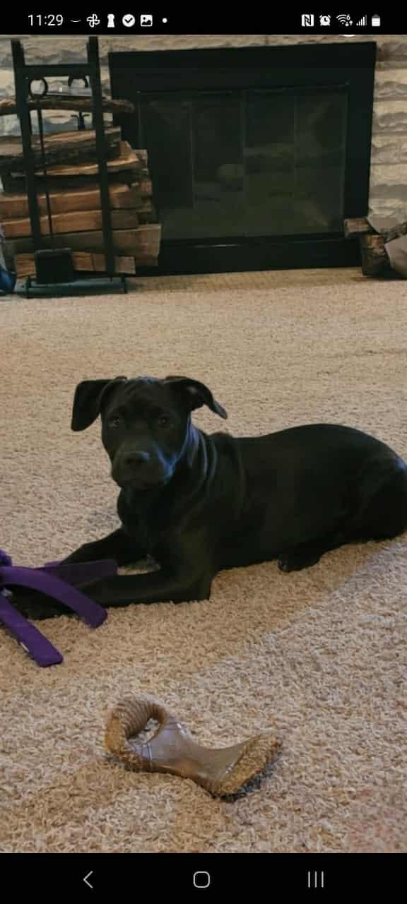 Enlarge Nova, an adopted Pit Bull Terrier in Lonsdale, AR image 3/3