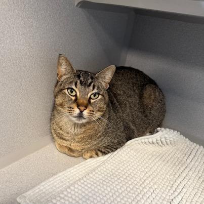 Bobby, Adoptable, Adult Male Domestic Short Hair.