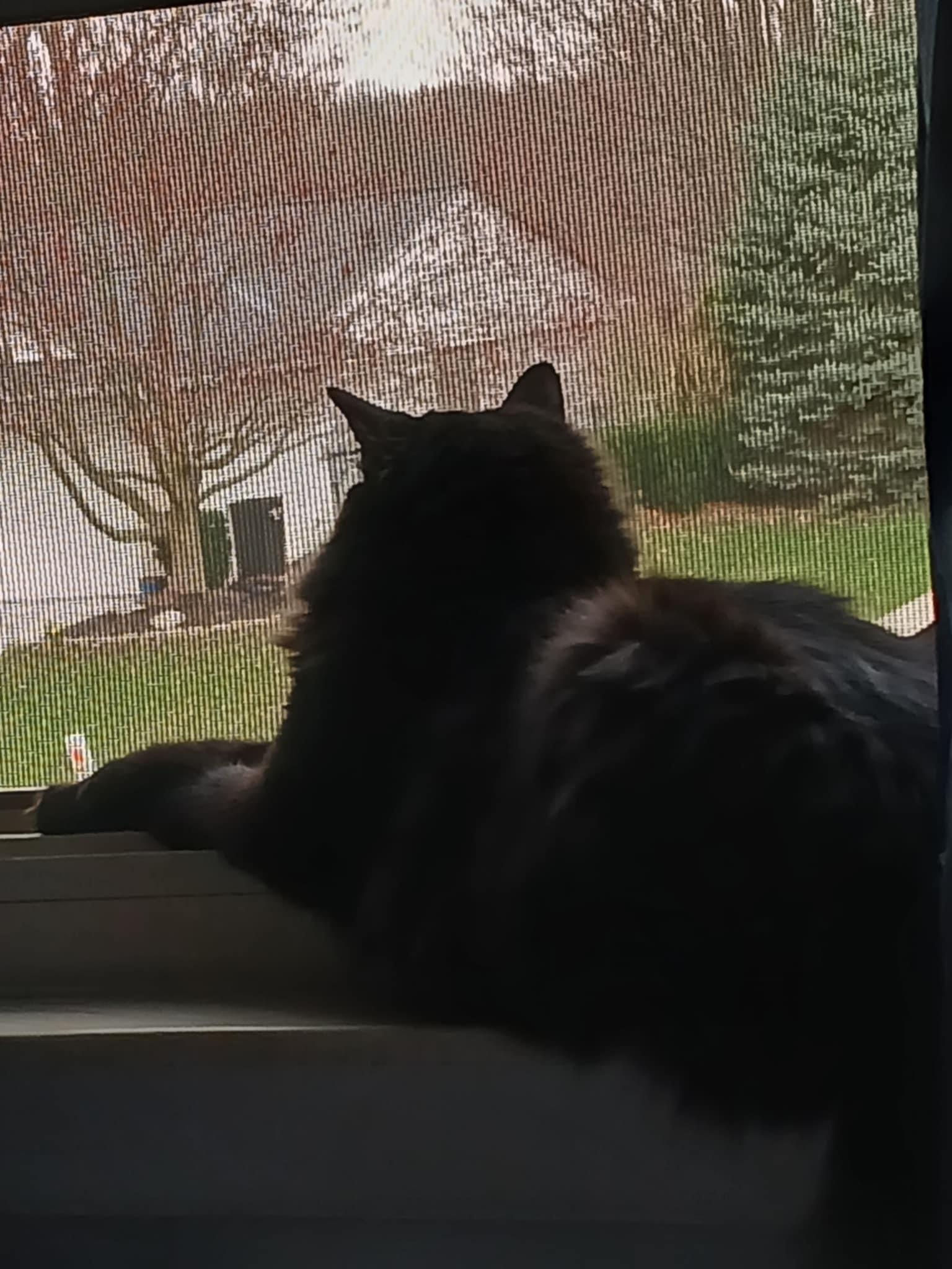 Gregory, Adoptable, Adult Male Domestic Long Hair.