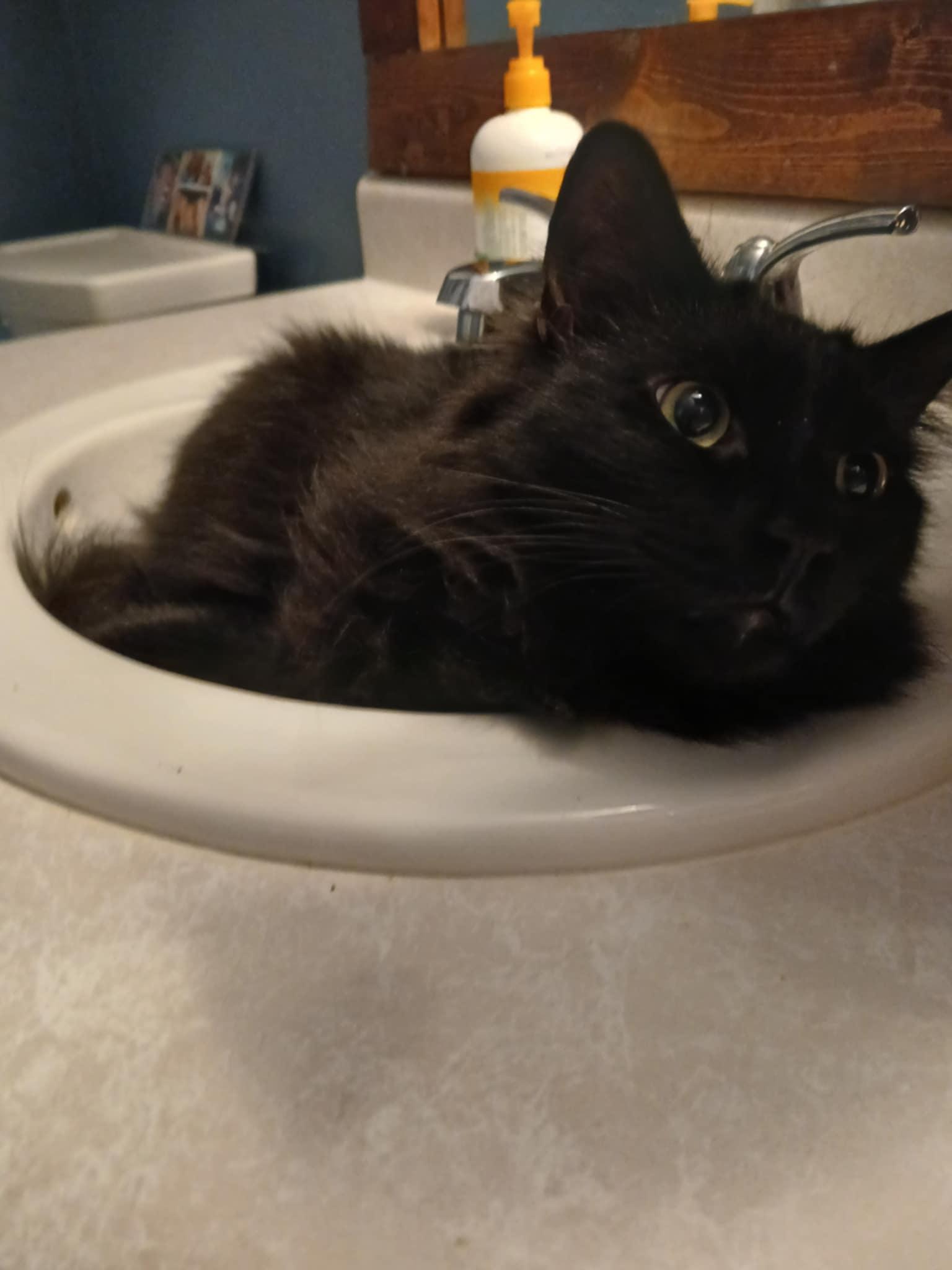 Enlarge Gregory, a Adoptable Domestic Long Hair in Novi, MI image 2/4