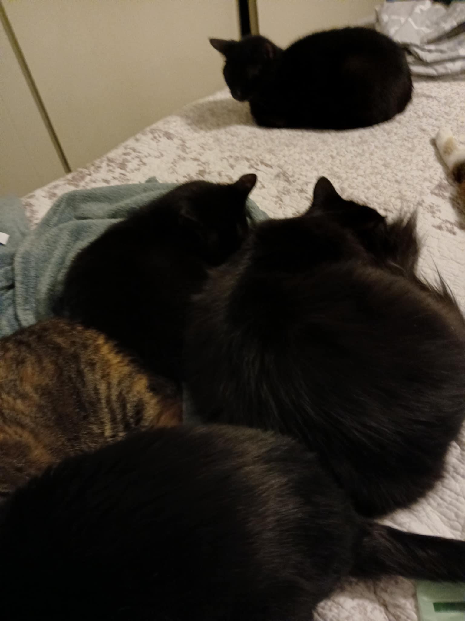 Gregory, Adoptable, Adult Male Domestic Long Hair.