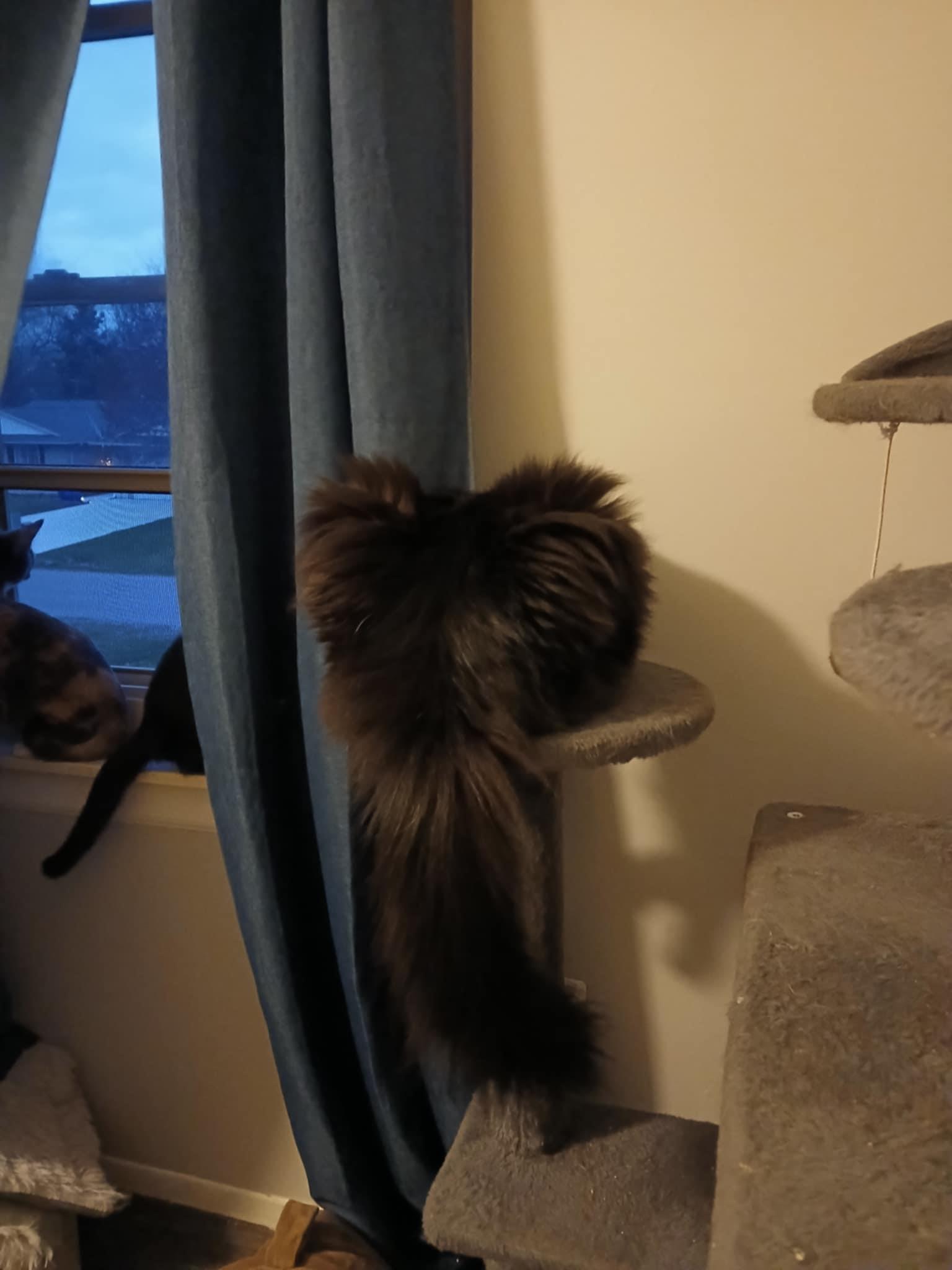 Enlarge Gregory, a Adoptable Domestic Long Hair in Novi, MI image 4/4