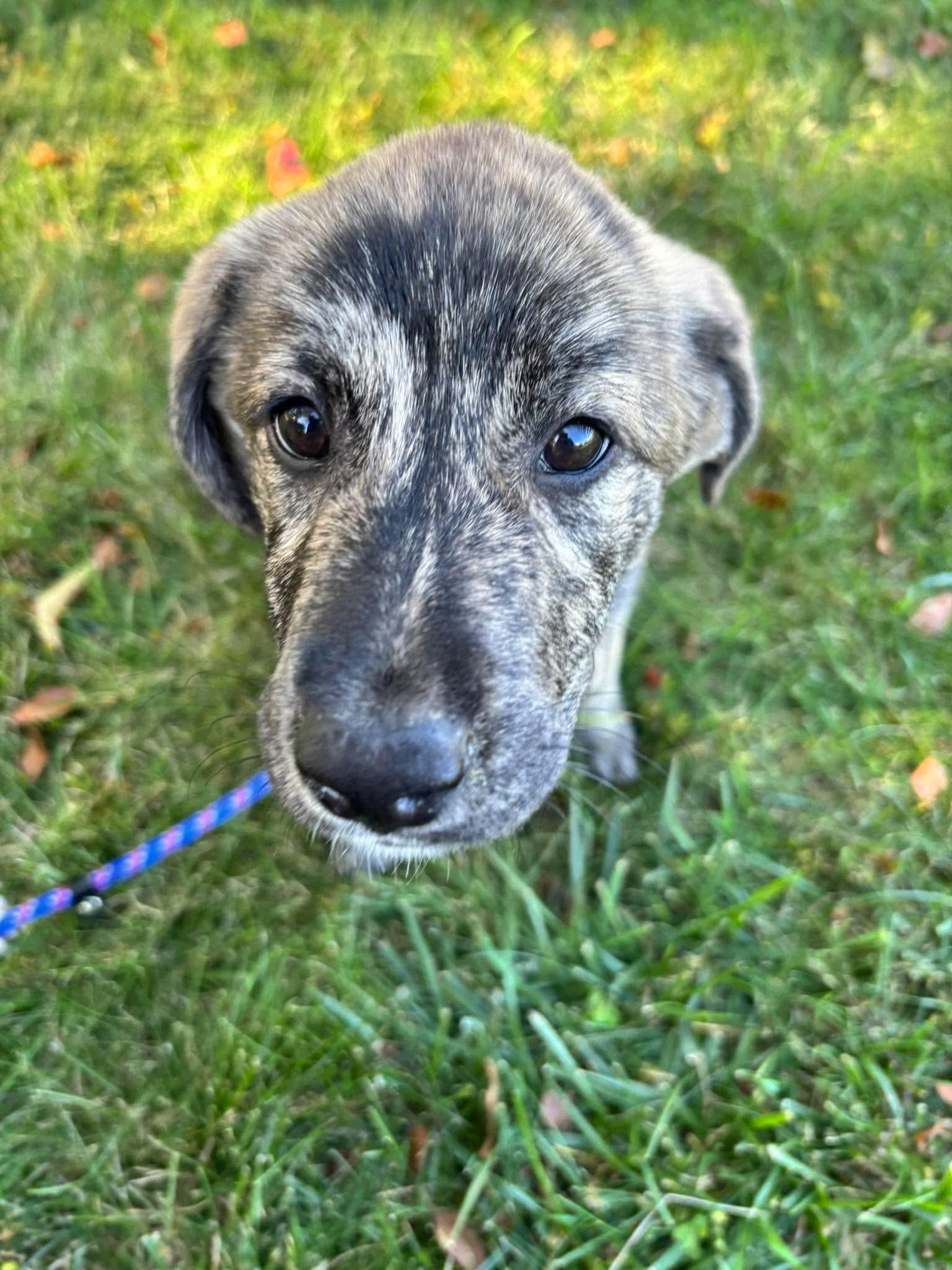 Enlarge ASHLEY, a Adoptable mixed breed in West Haven, CT image 5/5
