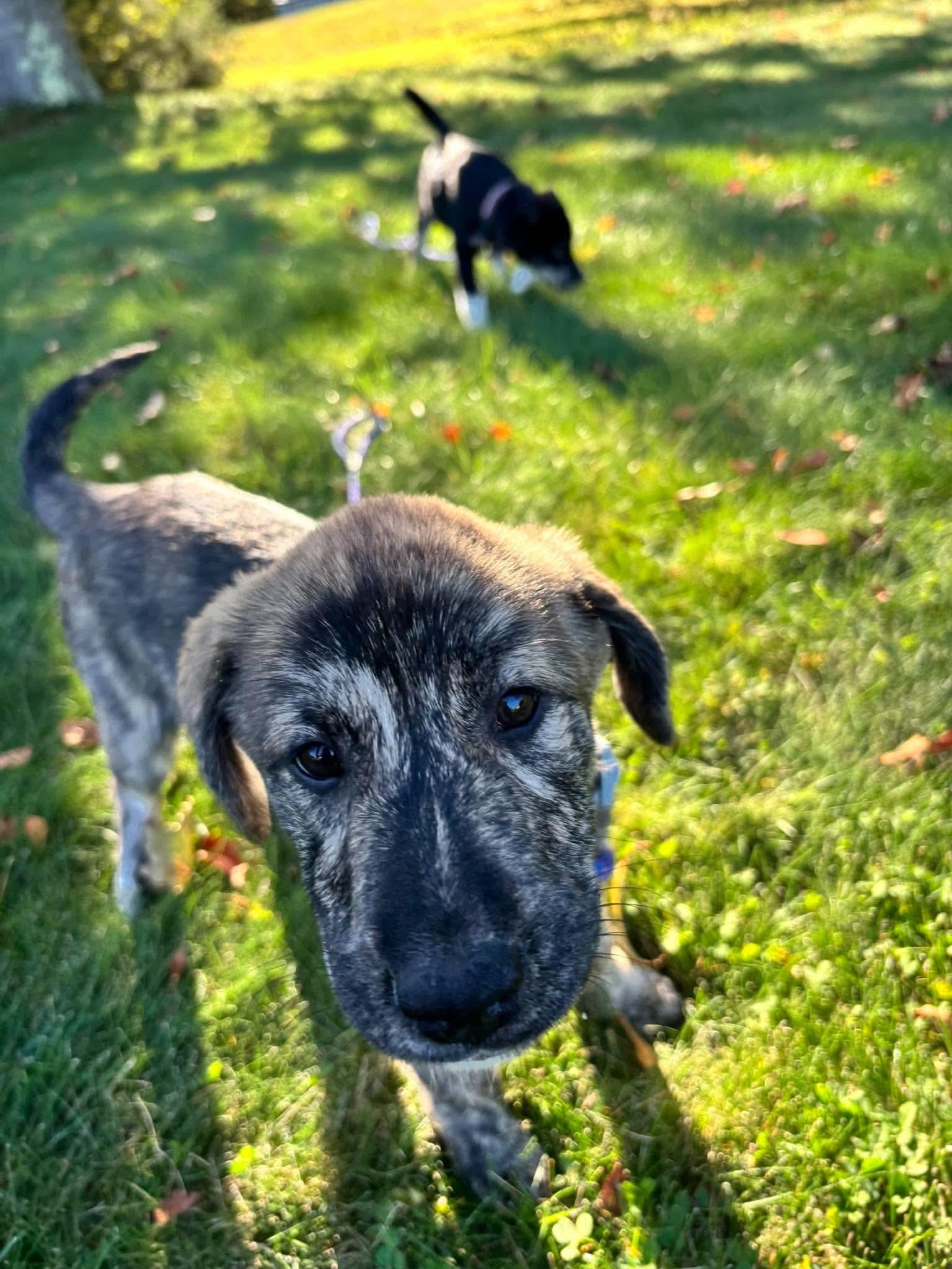 Enlarge ASHLEY, a Adoptable mixed breed in West Haven, CT image 3/5