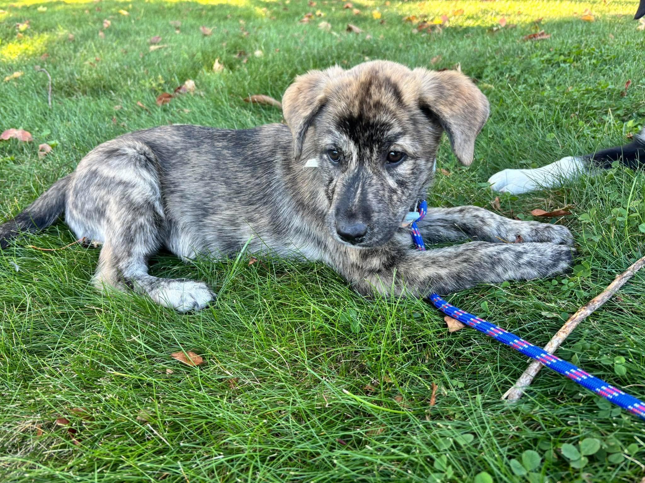Enlarge ASHLEY, a Adoptable mixed breed in West Haven, CT image 4/5