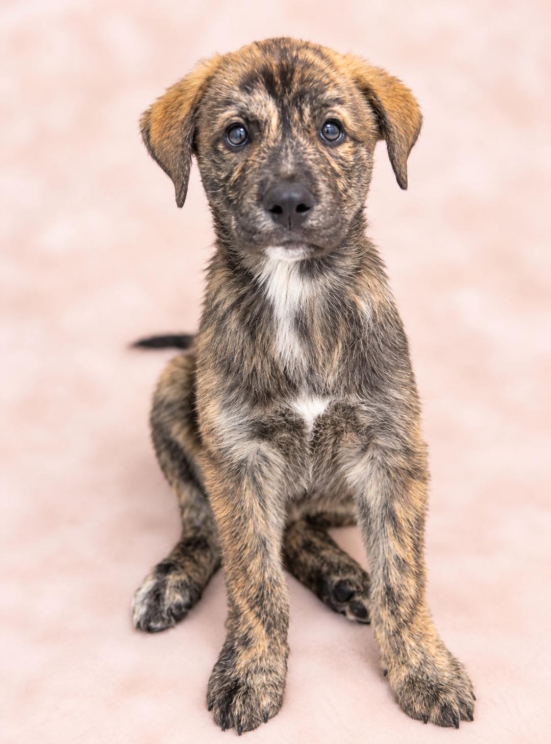 ASHLEY, Adoptable, Puppy Female Mountain Cur & Labrador Retriever.