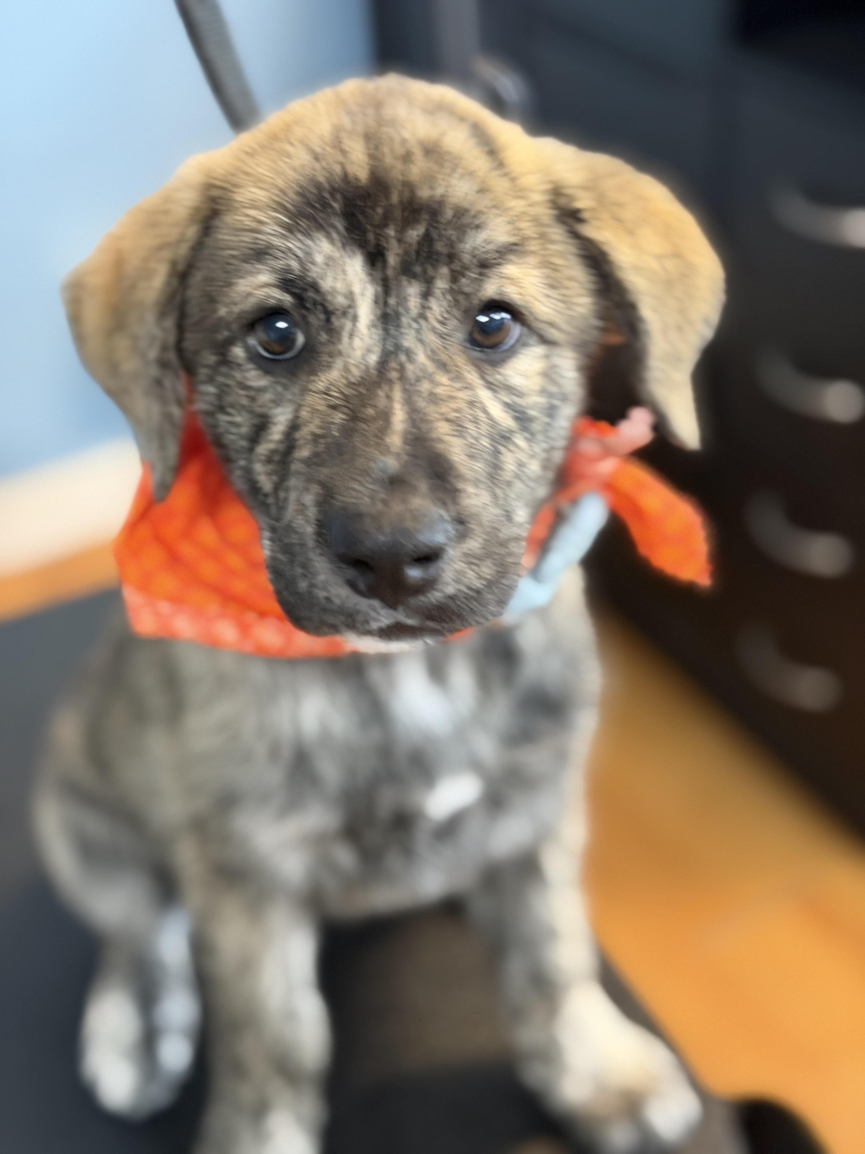 Enlarge ASHLEY, a Adoptable mixed breed in West Haven, CT image 2/5
